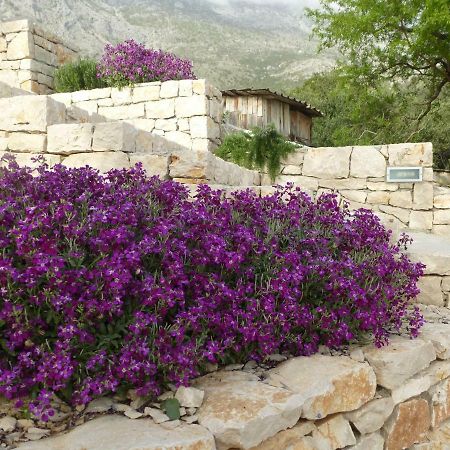 Vila Kuca Za Odmor Viola Živogošće Exteriér fotografie